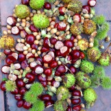cobnuts