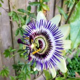Passionflower_at_Piddinghoe