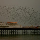 Starling Murmuration