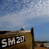 Brighton Seagull