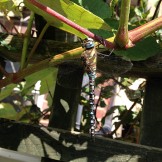 Newhaven Dragonfly