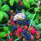 A Snail enjoys the Blackberries