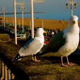 Brighton cheeky seagull