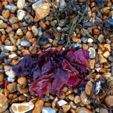 Seaweed like a Flamenco dancers skirt