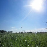 Somerset countryside