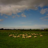 Somerset countryside