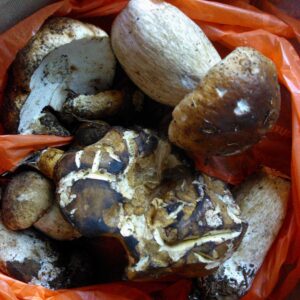 Foraged cep mushrooms