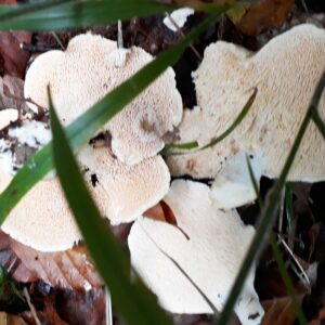 Hedgehog mushrooms