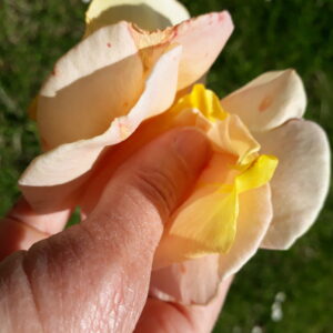 Rose petals in hand