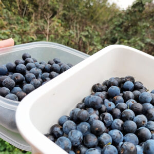 Foraged sloes