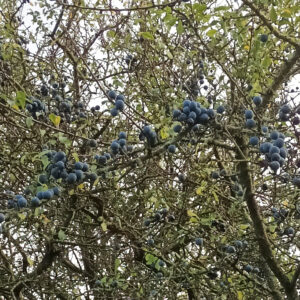 Sloes on Elphick Road in Newhaven